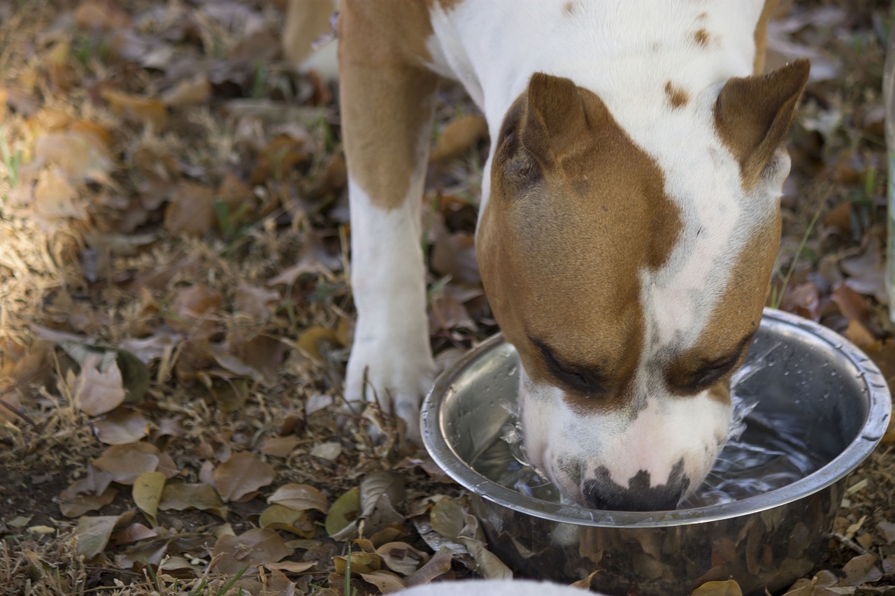 نصائح لتجنب الجفاف عند الكلاب والقطط